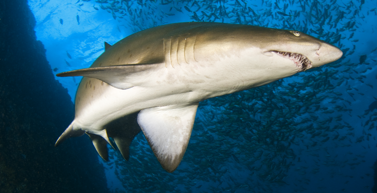 Grey Nurse Shark