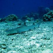 Whitetip Reef Shark