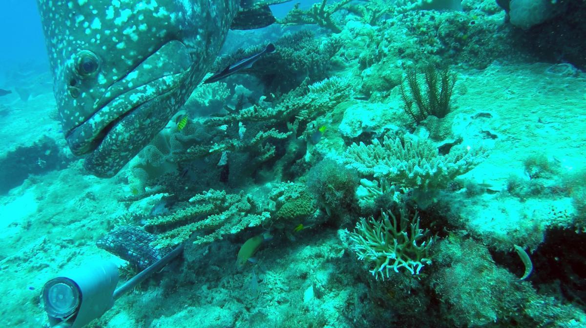  giant Queensland grouper visits a Baited Remote Underwater Video Station in Arafura Marine Park