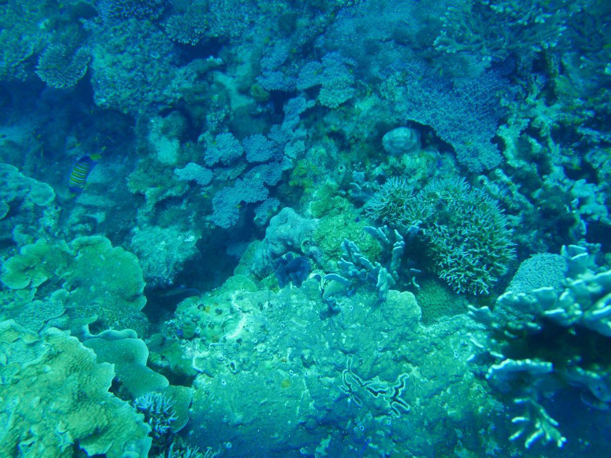 Detail of corals on the seafloor in Arafura Marine Park