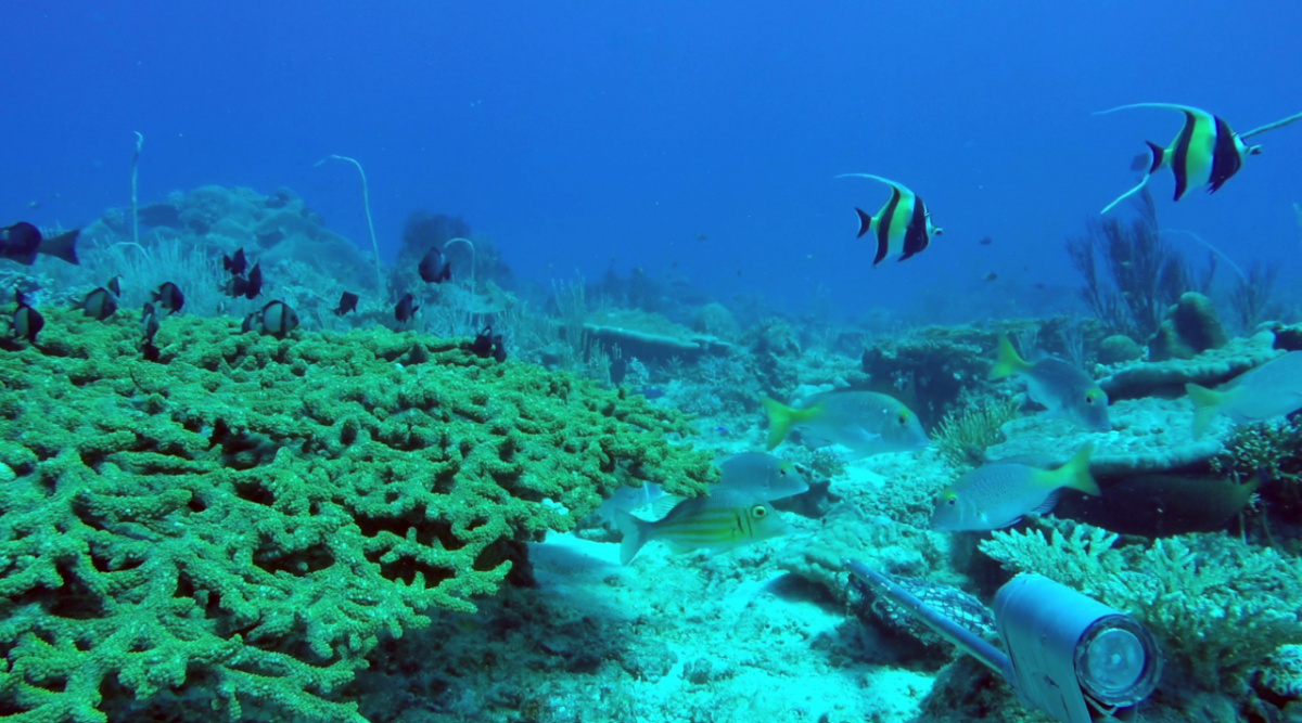 Corals and fish in Arafura Marine Park