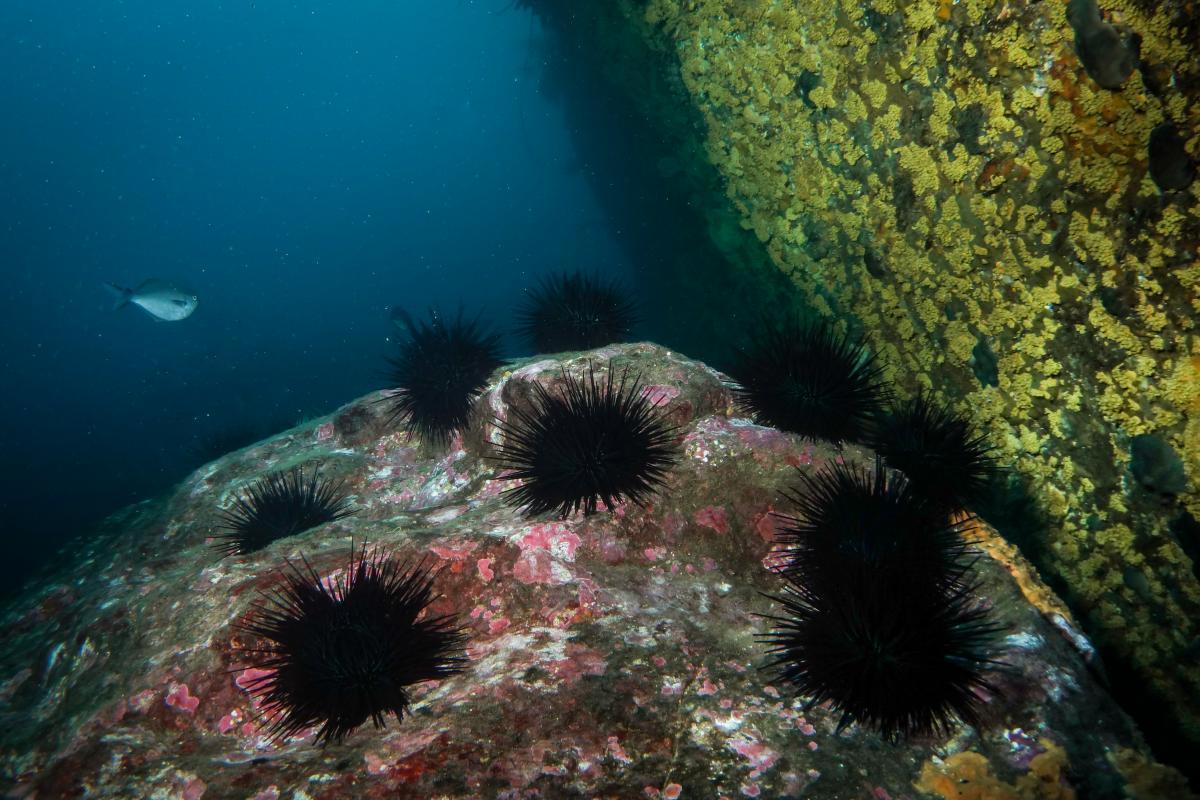 Urchin barrens on the rocky seafloor