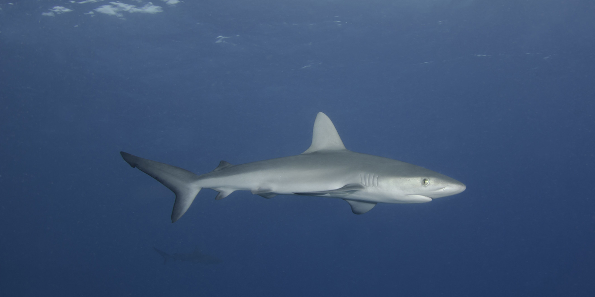 A Galapagos Shark at Middleton Reef