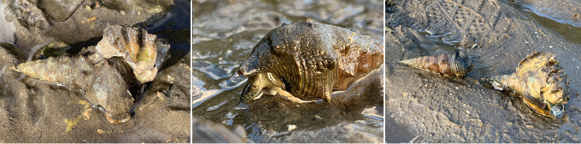 Oysters and Hercules club mud whelks on Richmond River mudflat