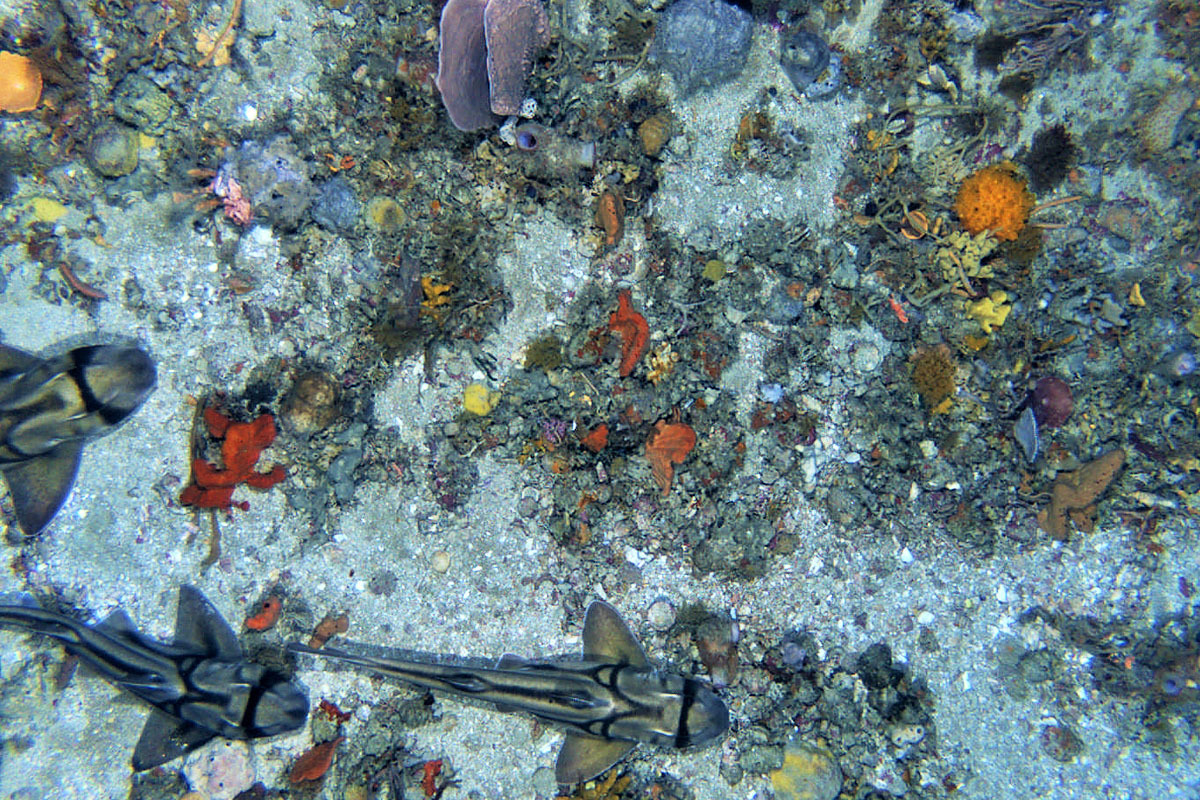 Port Jackson sharks and rocky reefs in Beagle CMR