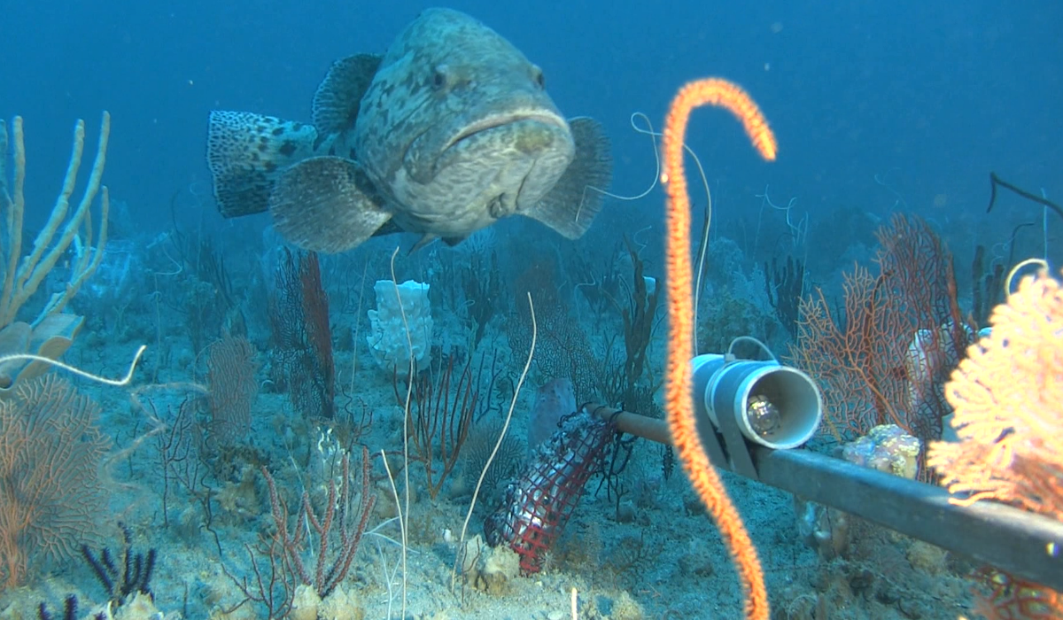 A potato rock cod at Ningaloo