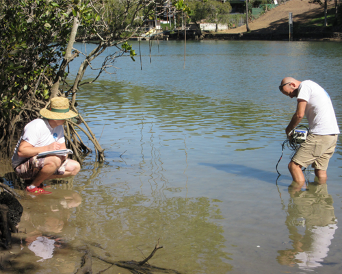 People checking water quality near mangroves