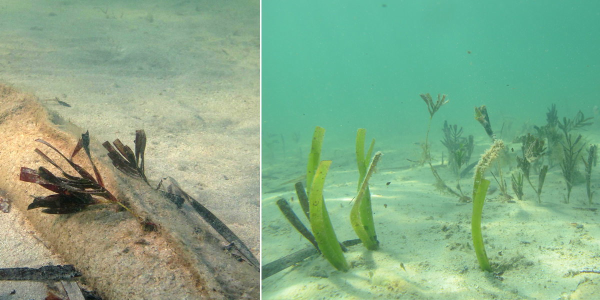 Seagrasses regrowing on the seafloor at Shark Bay