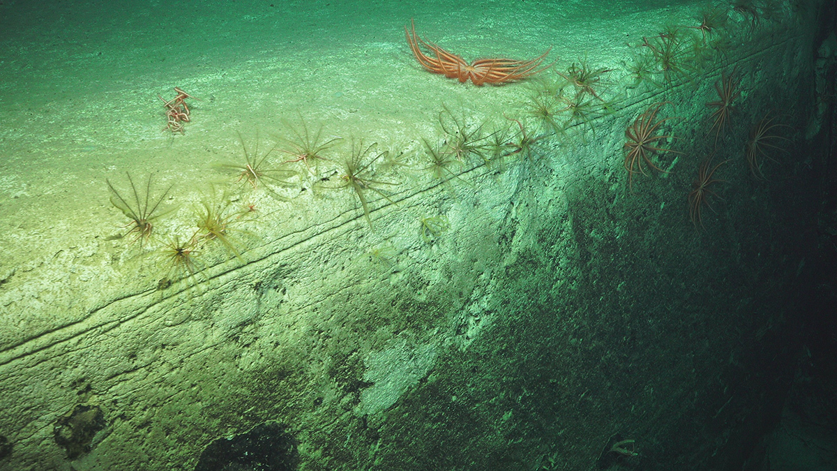 A cliff crest with brittle stars in Gascoyne AMP