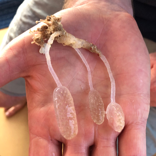 A stalked ascidian from the Ningaloo seafloor