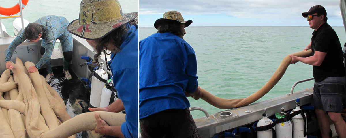 People preparing to drop snaggers in the water for seagrass restoration at Shark Bay